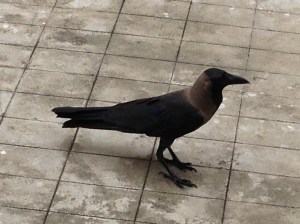 Crow