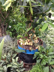 Fruit Tree 5