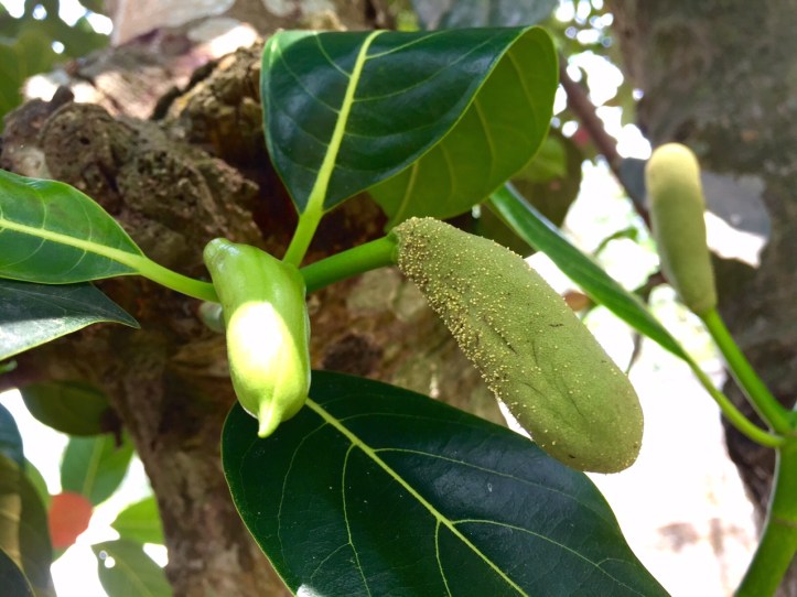 Baby Jack Fruit