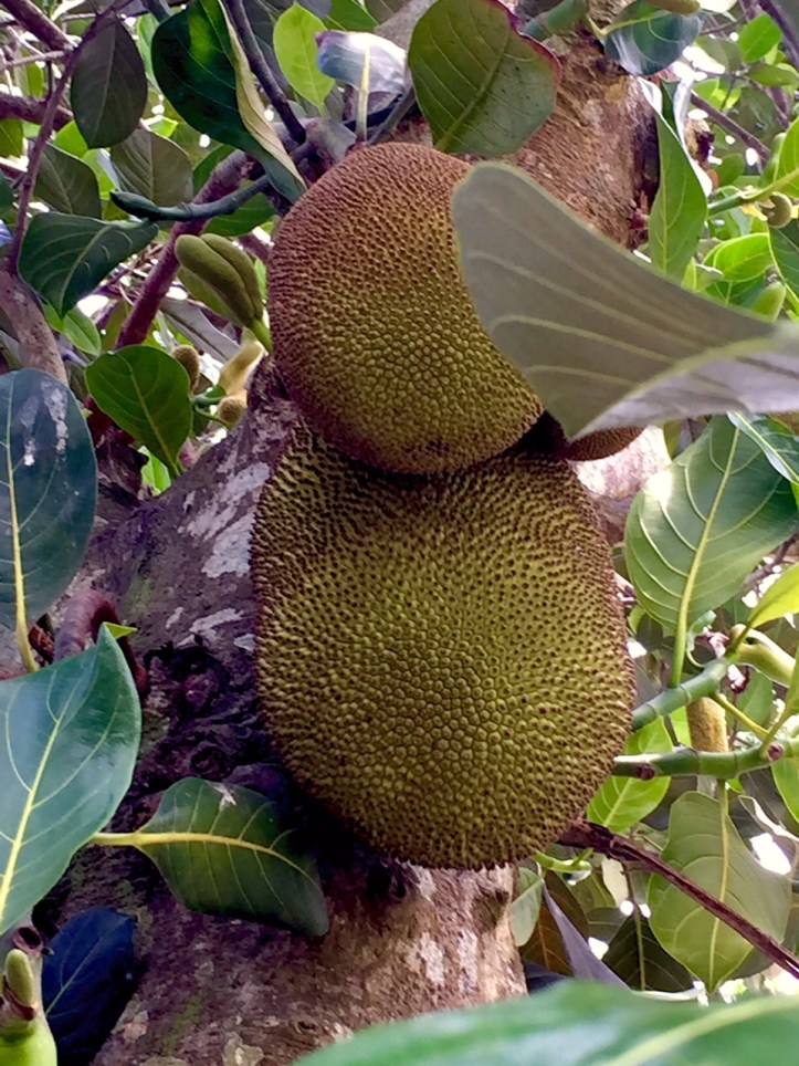 Jack Fruits