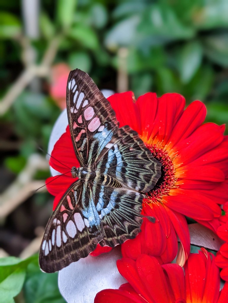 Butterfly at Butterfly Garden located in Singapore Changi Airport Terminal 3 Butterfly on red flower at Singapore Changi Airport Terminal 3 Butterfly Garden