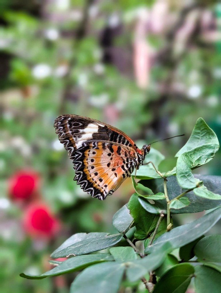 Butterfly at Butterfly Garden located in Singapore Changi Airport Terminal 3 Butterfly at Singapore Changi Airport Terminal 3 Butterfly Garden