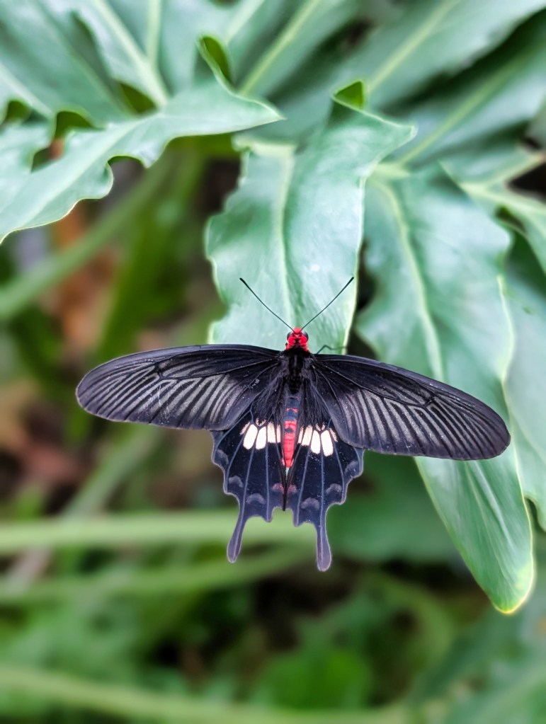 Butterfly at Butterfly Garden located in Singapore Changi Airport Terminal 3 Black butterfly seen at Butterfly Garden of Singapore Changi Airport Terminal 3