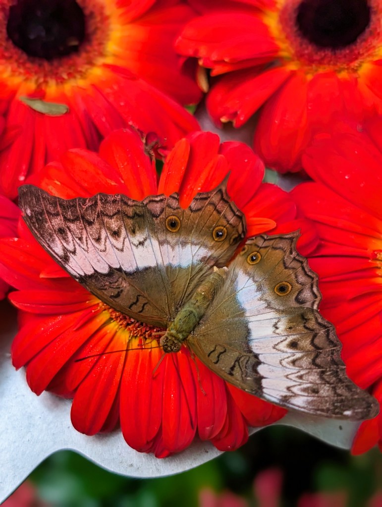 Butterfly at Butterfly Garden located in Singapore Changi Airport Terminal 3 Brown butterfly sitting on red flower in Butterfly Garden located at Singapore Changi Airport in Terminal 3