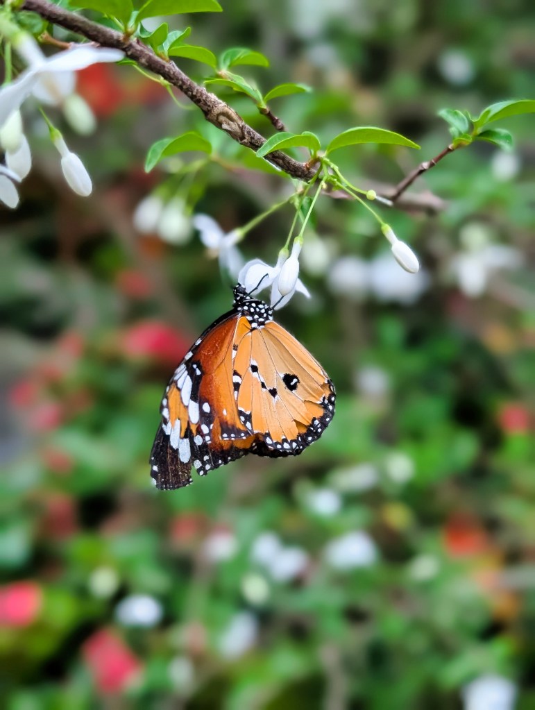 Butterfly at Butterfly Garden located in Singapore Changi Airport Terminal 3 Butterfly hanging from flower at Singapore Changi Airport Butterfly Garden in Terminal 3