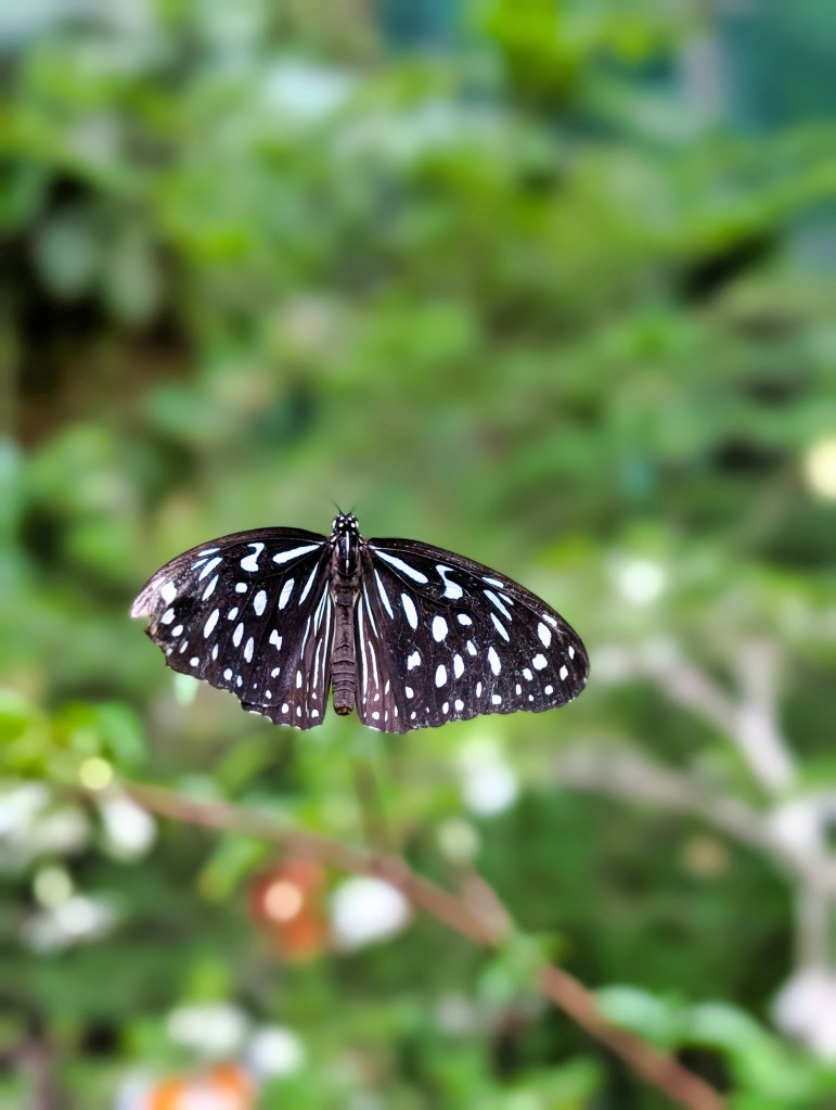 Butterfly at Butterfly Garden located in Singapore Changi Airport Terminal 3 Black spotted butterfly at Singapore Changi Airport Butterfly Garden Terminal 3