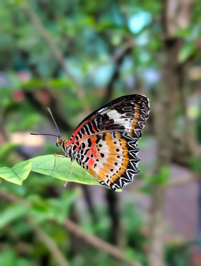 Butterfly at Butterfly Garden located in Singapore Changi Airport Terminal 3 Butterfly sitting on a leaf in Butterfly Garden located at Singapore Changi Airport in Terminal 3