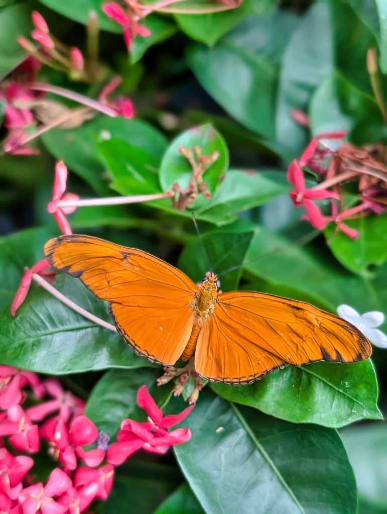 Butterfly at Butterfly Garden located in Singapore Changi Airport Terminal 3 Orange butterfly in Butterfly Garden located at Singapore Changi Airport Terminal 3