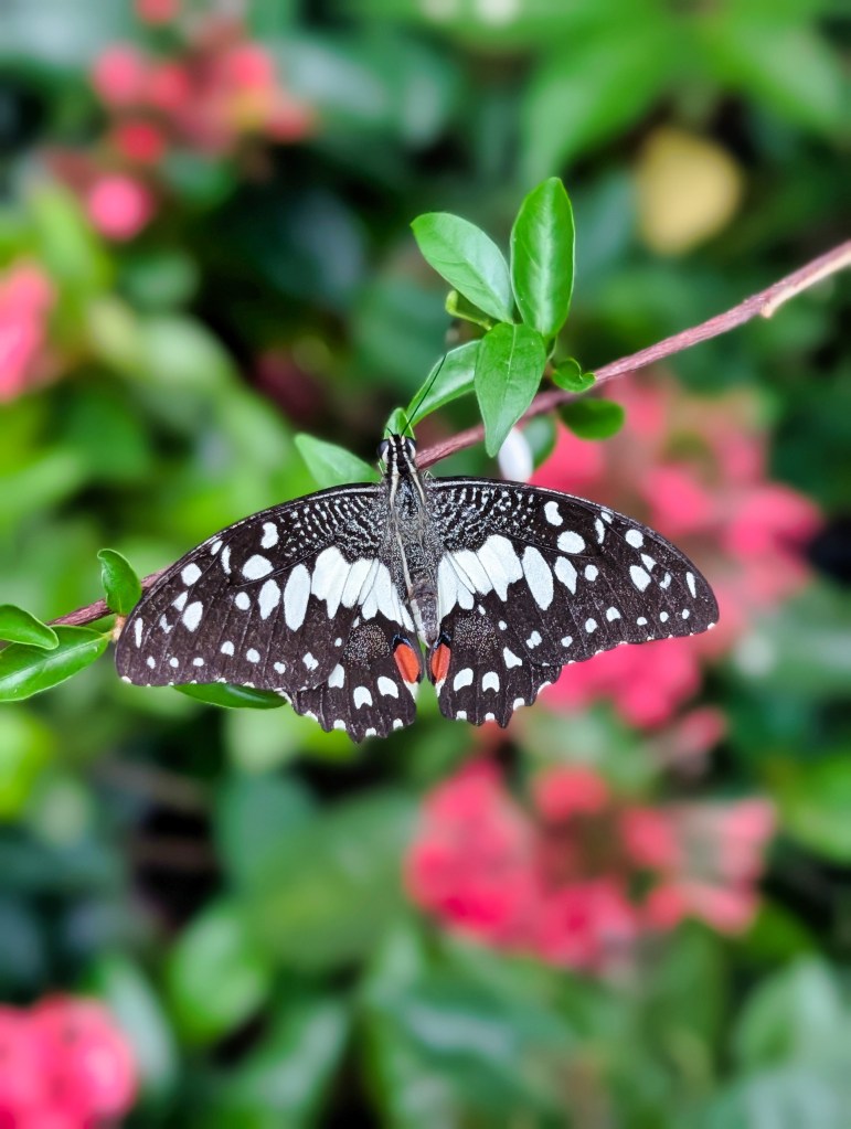 Butterfly at Butterfly Garden located in Singapore Changi Airport Terminal 3 Butterfly at Singapore Changi Airport Butterfly Garden in Terminal 3