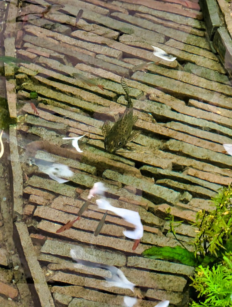 Catfish swimming in mini pond at Singapore Changi Airport Terminal 1 Catfish in Terminal 1 of Singapore Changi Airport