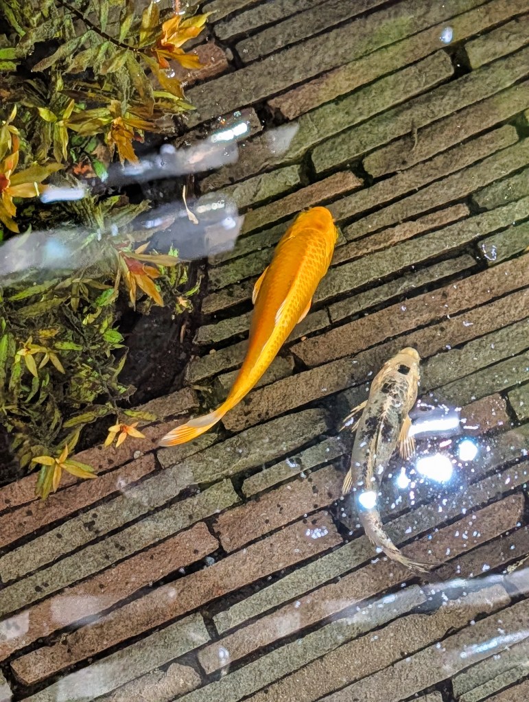 Mini pond with koi fish in Terminal 1 of Singapore Changi Airport Koi fish in Terminal 1 of Singapore Changi Airport