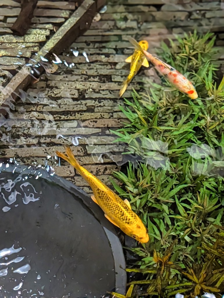 Mini pond with koi fishes at Singapore Changi Airport Terminal 1 Koi fishes in Terminal 1 Singapore Changi Airport