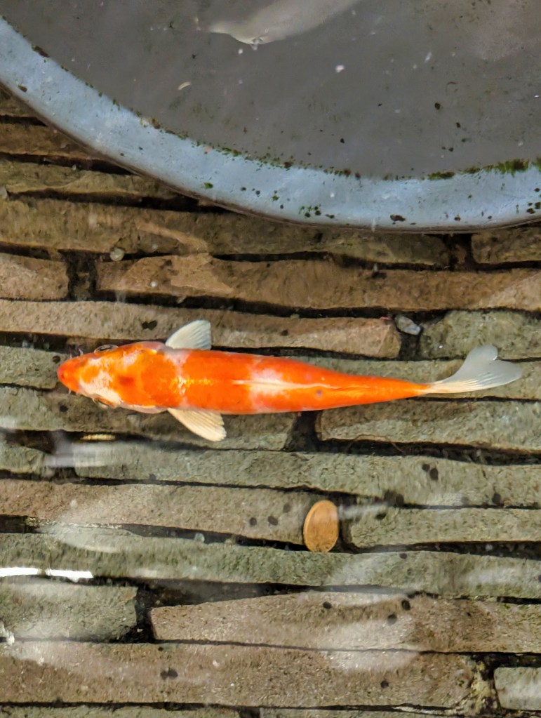 Orange koi fish swimming in mini pond at Singapore Changi Airport Terminal 1 Orange koi fish in Terminal 1 of Singapore Changi Airport