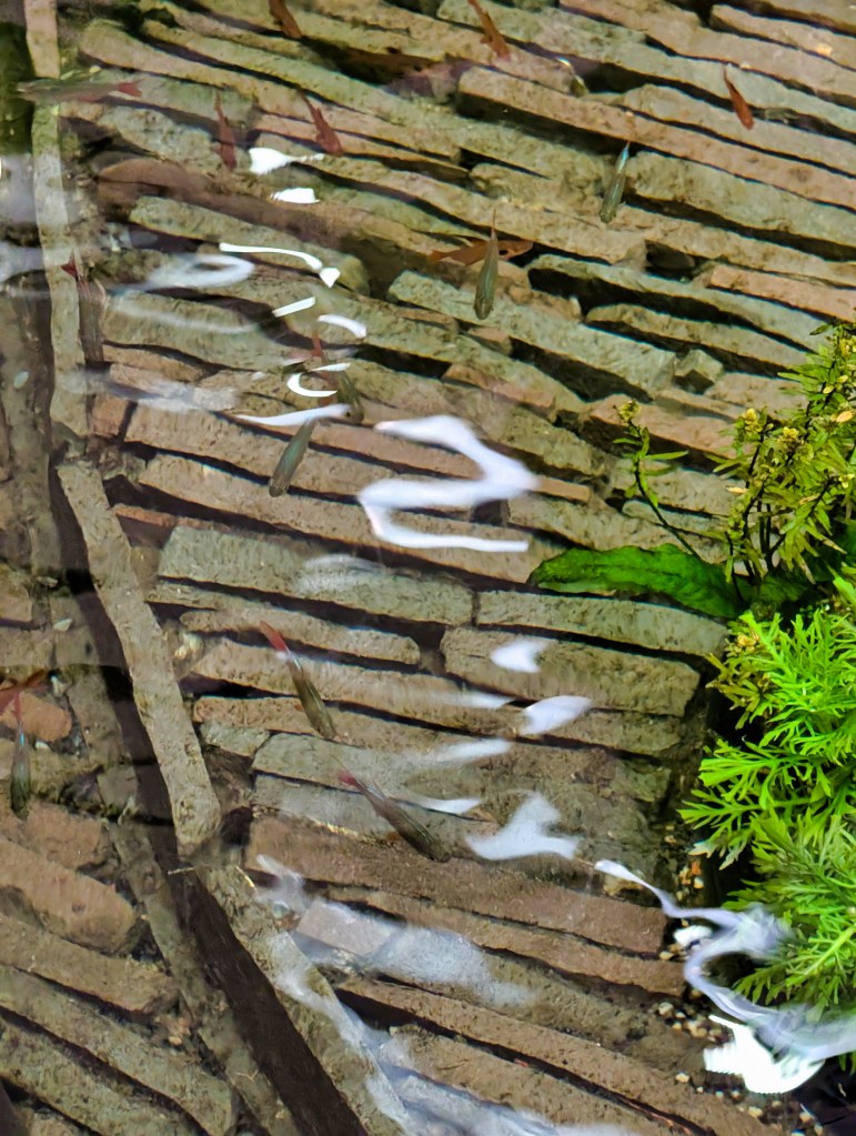 Small fishes swimming in mini pond at Singapore Changi Airport Terminal 1 Small fishes in Terminal 1 of Singapore Changi Airport