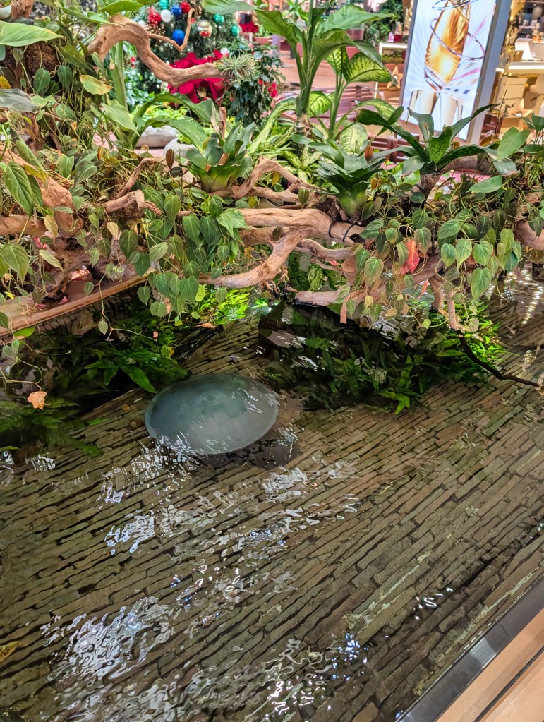 Mini pond seen in Terminal 1 of Singapore Changi Airport Mini pond in Terminal 1 of Singapore Changi Airport