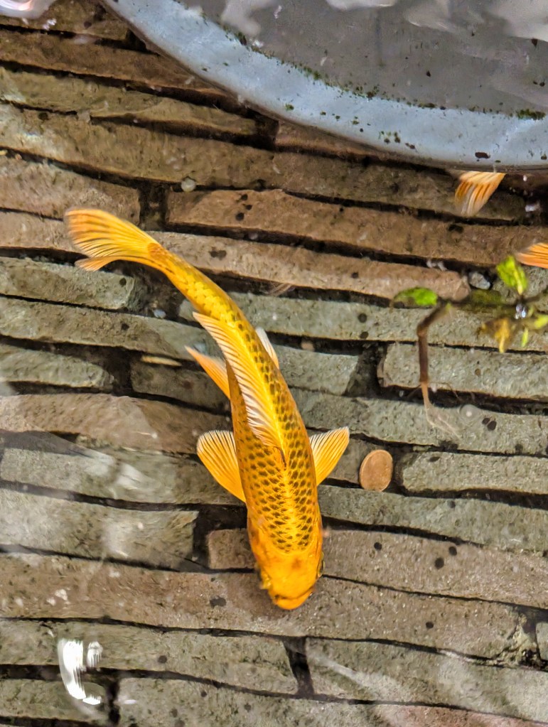 Golden koi fish in Terminal 1 of Singapore Changi Airport Koi fish at Singapore Changi Airport Terminal 1